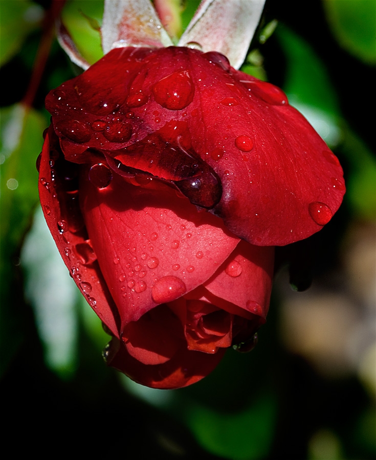 Copyright by Mark (Pix# 1039)