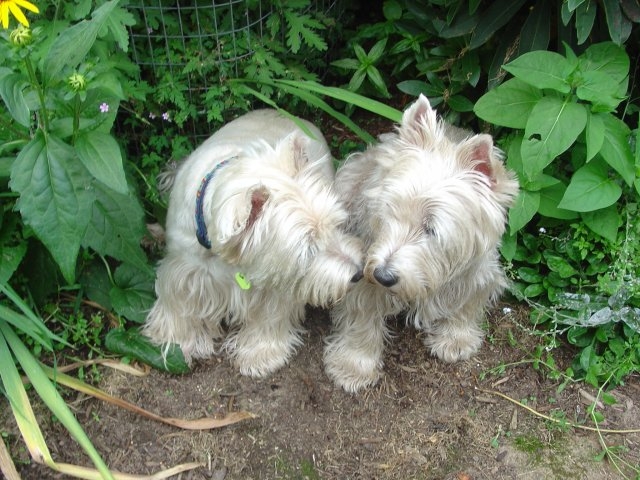 Copyright by Betty Whitson (Pix# 119)