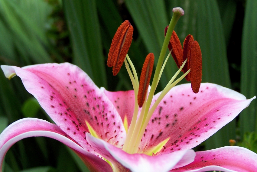 Copyright by Nicholas Brown (Pix# 1404)