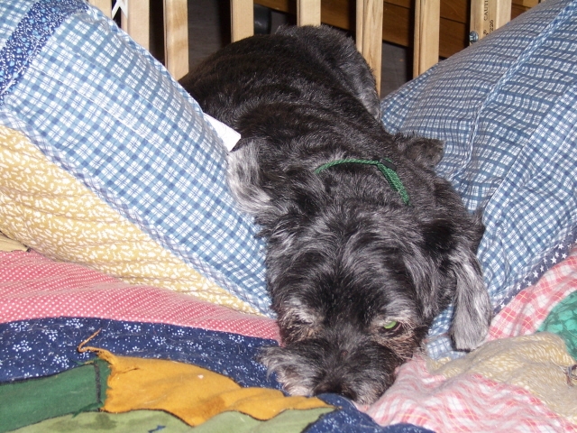 Copyright by Kim & Furkids (Pix# 143) Copyright by Kim & Furkids (Pix# 143)