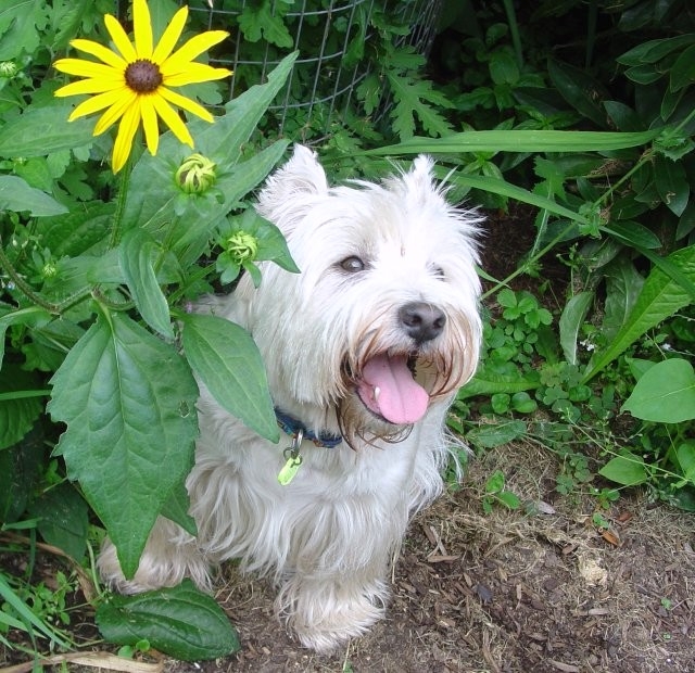 Copyright by Betty Whitson (Pix# 238)