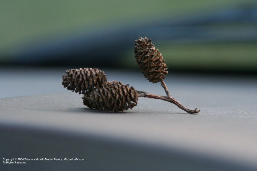 Copyright by Michael Whitson (Pix# 246)