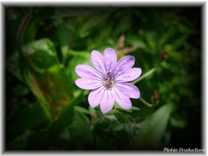 Copyright by Lynda (Pix# 331)