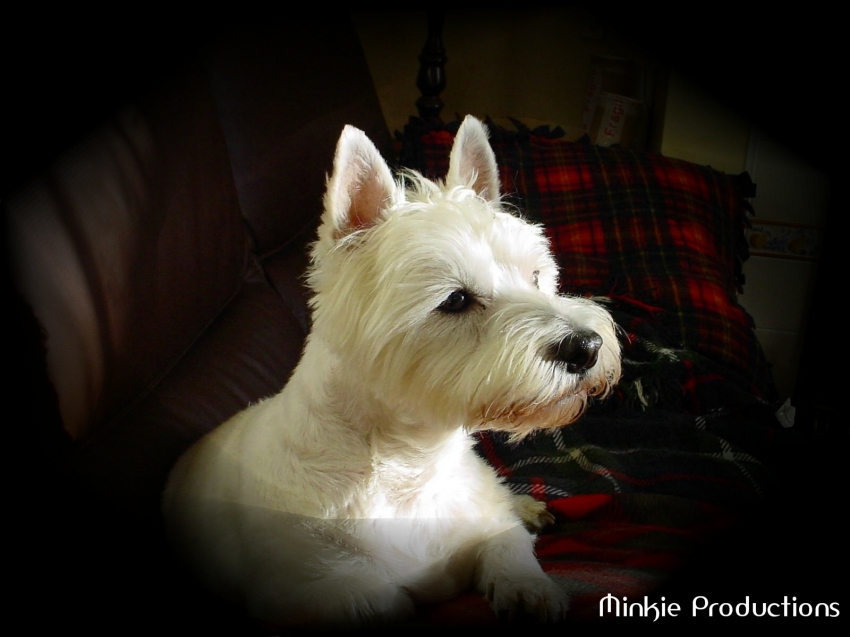 Copyright by Lynda (Pix# 337)