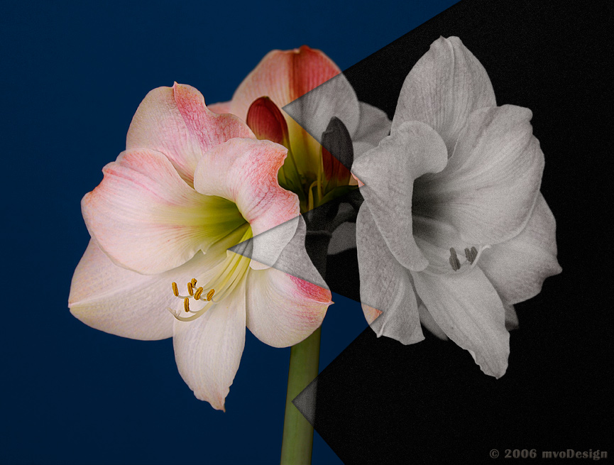 Copyright by Mark (Pix# 372)