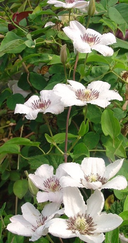 Copyright by Betty Whitson (Pix# 400)