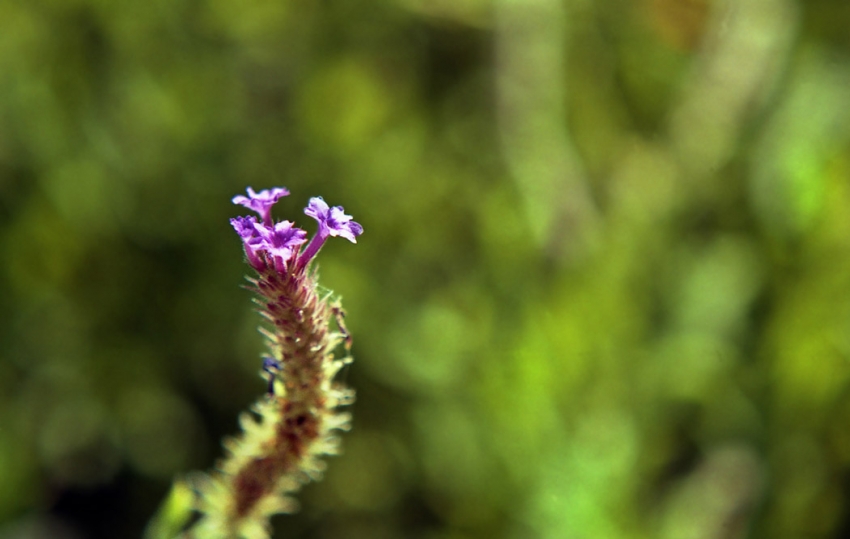 Copyright by westie1 (Pix# 449)