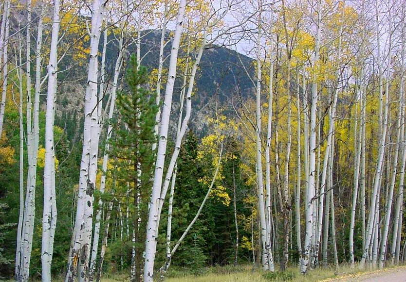 Copyright by Barbara Hopkins (Pix# 477)