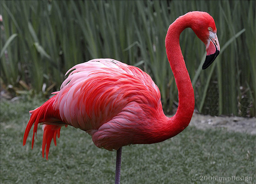 Copyright by PixArtWeb (Pix# 50)