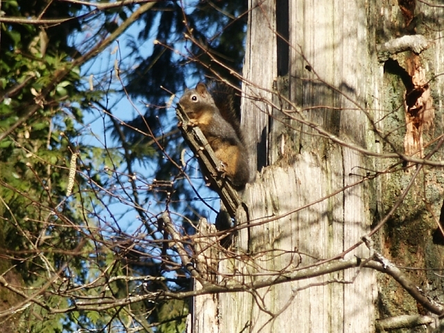 Copyright by David (Pix# 554)