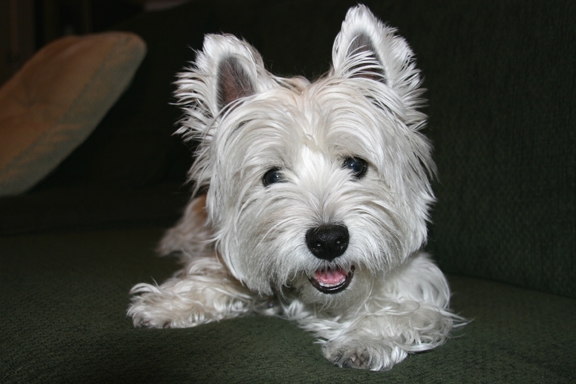 Copyright by westie1 (Pix# 630)
