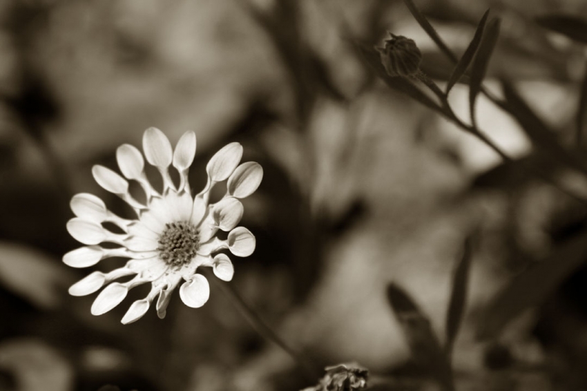 Copyright by westie1 (Pix# 663)