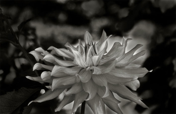 Copyright by westie1 (Pix# 77)