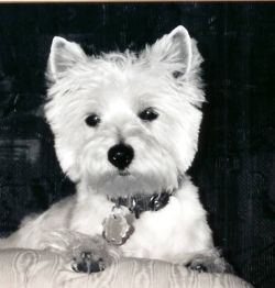 "Pensive Westie" - Click for larger view