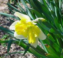 "Butterfly Daff" - Click for larger view