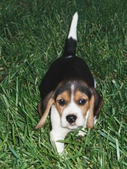 "Puppy Shiloh" - Click for larger view