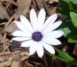 "Pretty Daisy" - Click for larger view