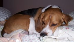 "Shiloh takes a nap" - Click for larger view