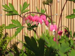 "Bleeding Hearts.............." - Click for larger view