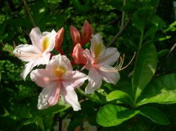 "Azalea" - Click for larger view