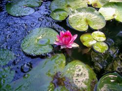 "grandmothers lily" - Click for larger view