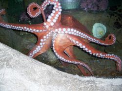 "Octopus" - Click for larger view