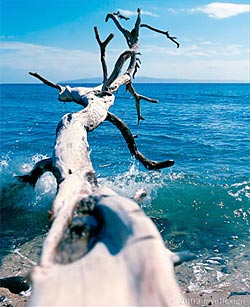"Driftwood" - Click for larger view "Driftwood" - Click for larger view