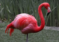 "Pink Flamingo" - Click for larger view "Pink Flamingo" - Click for larger view