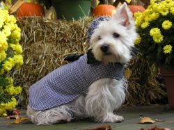 "Lily in her houndstooth coat" - Click for larger view