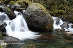 "Flowing Water" - Click for larger view