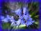 "Close Bluebells" by Lynda