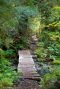 "The Bridge" by Michael Whitson