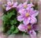"Clematis Nellie Moser" by Jewels