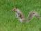 "a central park friend" by Stacey