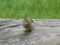 "Central Park bird" by Stacey