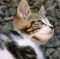 "A kitty named Cat" by Nicholas Brown