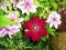 "cheeky clematis" by Barbara Hopkins