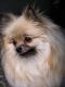 "Lexie" by Nicholas Brown