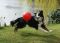 "Alfie and his boomer ball" by Mike Jackson
