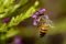 "Raggedy Bee" by Mark