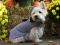 "Lily in her houndstooth coat" by Linda Hall