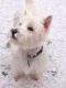 "Lenny in the snow" by Char
