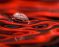 "Red Sea" by Mark