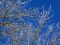 "Shimmer Branches" by Tracy Sargent