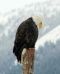 "Mr. Eagle looks down on his world" by Westietess