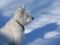 "Winter Solcice Pondering" by linynp
