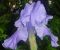 "Blue Iris" by Sandi