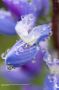 "rain drops" by Michael Whitson