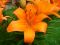 "Lilly in June" by John Walker