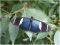 "A butterfly at the Oregon Zoo" by Katie